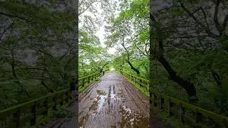Aqueduct bridge in kerala #punalur #forest #nature #beautiful
