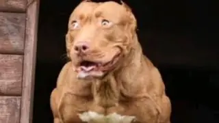 pitbull dog lover ❤️🥰🥰