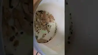 Посадка семян деревьев в зиму.