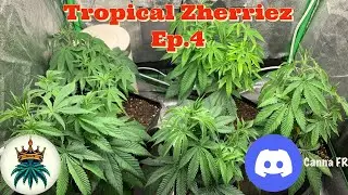 Tropical Zherriez Ep.4