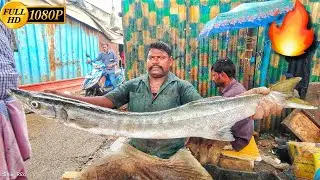 KASIMEDU 🔥SPEED SELVAM | $20 20KG BIGGEST BARRACUDA FISH CUTTING🐟 | FISH CUTTING SKILL
