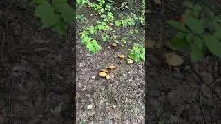 #грибы #этовсегрибы #удача #всемое #прогулка #лес #охотамоёхобби