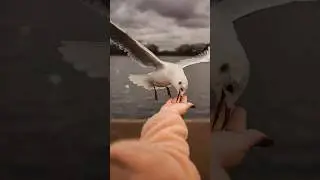 Birds sounds | Relaxing Nature | Slow Motion