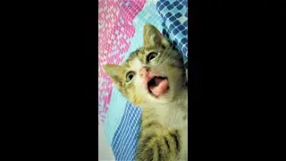 Cute Funny Kitten playing with its own Legs. 2021