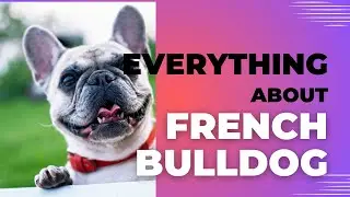 Unveiling the Charms of French Bulldogs! 🇫🇷🐾 | A Comprehensive Guide to the Frenchie Breed