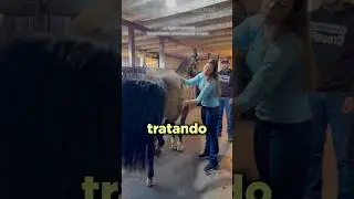 This Girl Used an Incredible Technique to Heal Her Horse