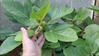 Інжири.  Коротенька прогулянка. Обрізаємо листя для покращення плодів. Серпень 2024.