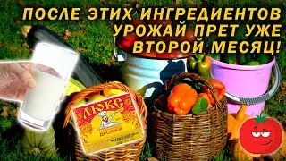 Оздорови почву этим, и урожай пойдет!