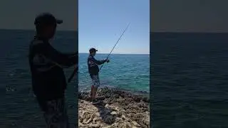 Попался зубастый! Ловля саргана на пилькер. #fishing #рыбалка #fish #сарган #пилькер