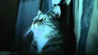 ♥graymoon♥