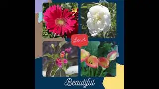 2021 Virtual Iris Show