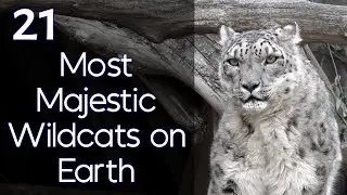 21 Most Majestic Wildcats on Earth