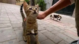 Tabby kitten who lives with his mother and sister on the street wants to be my friend.