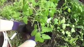 What I filled the tomato holes with. I'm planting two tomatoes in one hole!