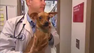 This dog without front legs has a HUGE heart