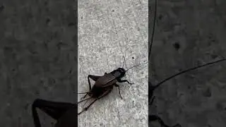 Cricket Cercus 