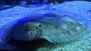 Animals: Nature - Underwater world