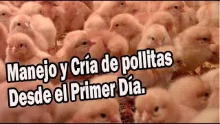 HANDLING AND RAISING OF PULLETS FROM DAY ONE