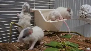 Baby rats 🐀