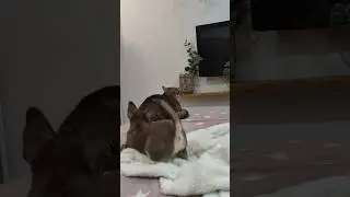 Махаться будешь со мной?! Басик и Барик 