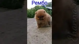 Pomeranian puppies