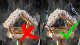 Birdhouse no bird comes – Causes & Solution / Attracting birds to the birdhouse and feeding them ...