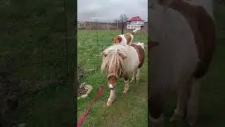 Супер поні Юра. Поні ваговози і собака наїзник🤠🐴