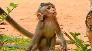 VERY  HUNGRY & THIRSTY BABY MONKEY ALE MORE GIVE WATER TO HER @NewsBabyMonkey