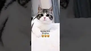 Kamu tuh gemesin pake banget 😂 #shorts #kucinglucu #cat