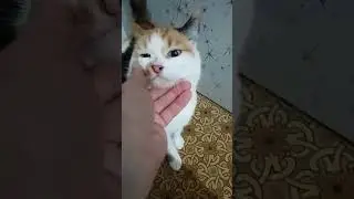 Красивая кошечка    