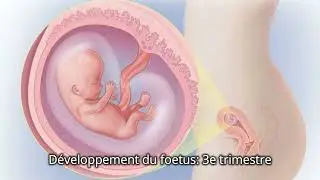 Développement du fœtus au troisième trimestre : ce à quoi s'attendre | Podcast