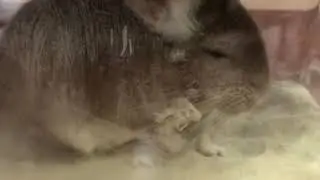 Le chinchilla mange et se baigne