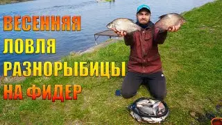 Весенняя ловля разнорыбицы на фидер. Такого клева я не ожидал!!! Рыбалка 2022
