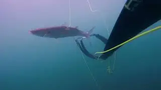 ТОЧНЫЙ ВЫСТРЕЛ!!! Подводная охота. Дагестан! Каспийское море!!!