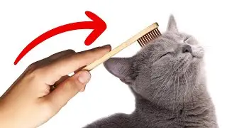 8 Things You Can Do Right Now to Make Your Cat Appreciate You Even More