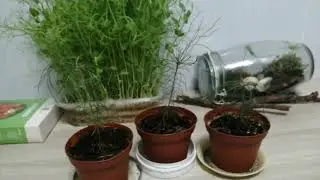 Мохариумы  сосны в квартире и клубника на подоконнике  ОГО!