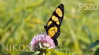 #2 NIKON • P520