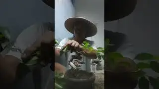 @young bonsai merubah posisi penanaman bahan bonsai benjamina dan kasih gerak dasar