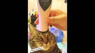 Смешные животные
