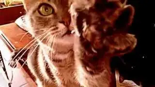 Кошка-попрошайка. Дааай!