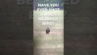 Have you shot a multi bearded bird? #nwtf #turkeyhunting