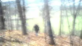 Crotaphytus - Cnemidophorus Sexlineatus [Official Video] [Re-Upload]