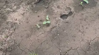 Итоги всходов огурцов на 1 июня