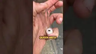 Catching Queen Ants! Again!