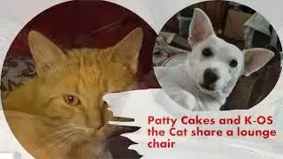 Patty Cakes and K-OS the Cat on one lounge chair