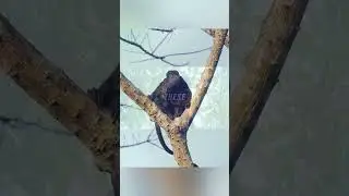 Howler Monkey Explained... 🐒🌳 #science#explained#history#nature #island#water#leaf#sand#fyp#sub#1m#2