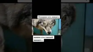 Цитата волка 