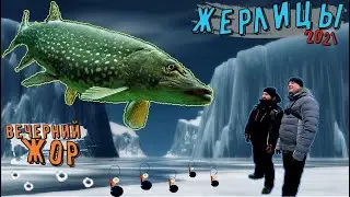 Щука на жерлицы 2021. Попали на вечерний жор!
