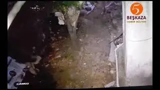 Başıboş Sokak Köpekleri Artık Hayvanlara Saldırıp Yemeye Başladılar