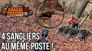 4 SANGLIERS AU MEME POSTE ! CHASSE AU SANGLIER - MARAL 4X